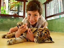 ไทเกอร์-คิงดอม-(Tiger-Kingdom)-สวนเสือภูเก็ต-จำหน่ายบัตร-เข้าชม-12