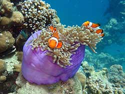 ทัวร์วันเดย์ทริป-เกาะมุก-(Pearl-Island)-ระนอง-เที่ยวทะเลพม่า-10