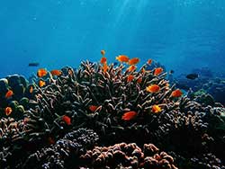ทัวร์วันเดย์ทริป-เกาะมุก-(Pearl-Island)-ระนอง-เที่ยวทะเลพม่า-11