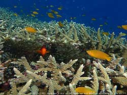 ทัวร์วันเดย์ทริป-เกาะมุก-(Pearl-Island)-ระนอง-เที่ยวทะเลพม่า-15