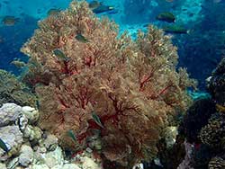 ทัวร์วันเดย์ทริป-เกาะมุก-(Pearl-Island)-ระนอง-เที่ยวทะเลพม่า-9