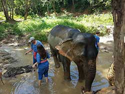 ทัวร์เรียนรู้-วิธีชีวิต-การดูแลช้าง-แคมป์ปางช้างสองแพรก-ภูเก็ต-เขาหลัก-พังงา-16