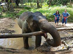 ทัวร์เรียนรู้-วิธีชีวิต-การดูแลช้าง-แคมป์ปางช้างสองแพรก-ภูเก็ต-เขาหลัก-พังงา-9