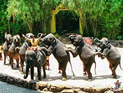บริการรับจองตั๋ว-บัตร-เข้าชม-ซาฟารี-เวิลด์-สวนสัตว์เปิด-เที่ยวกรุงเทพ-ราคาถูก-14