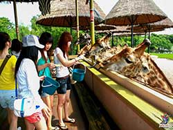 บริการรับจองตั๋ว-บัตร-เข้าชม-ซาฟารี-เวิลด์-สวนสัตว์เปิด-เที่ยวกรุงเทพ-ราคาถูก-20