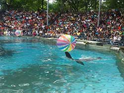 บริการรับจองตั๋ว-บัตร-เข้าชม-ซาฟารี-เวิลด์-สวนสัตว์เปิด-เที่ยวกรุงเทพ-ราคาถูก-4
