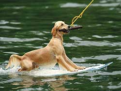 จำหน่ายบัตรเข้าเล่นเวคบอร์ด-ภูเก็ต-Wakeboard-Phuket