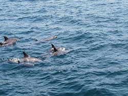 ทริป-5-เกาะ-ภูเก็ต-ซันเซ็ท-เรือสปีดโบีท-ไม้ท่อน-ไข่แมว-5
