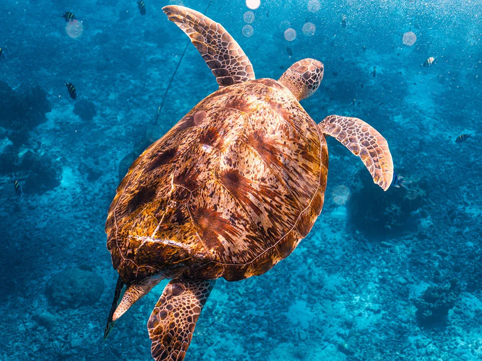 โปรแกรมทัวร์-สิมิลัน-ภูเก็ต-เขาหลัก-เรือสปีดโบ๊ท-check-in-andaman-7