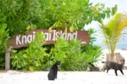 เกาะไข่ใน-เกาะแมว-ภูเก็ต-พังงา