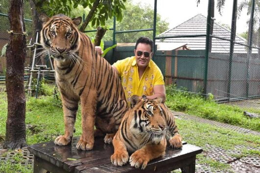 บัตรเข้าสวนเสือ ไทเกอร์ คิงดอม ภูเก็ต Tiger Kingdom Phuket