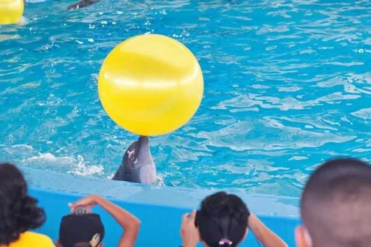 ขายบัตร-เข้าดู-โชว์-โลมา-ภูเก็ต-Dolphins-show