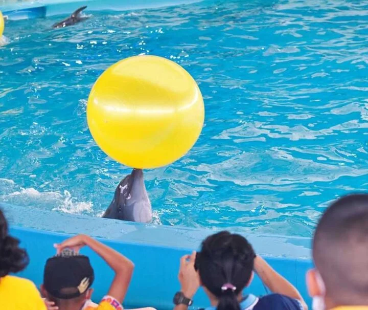 ขายบัตร-เข้าดู-โชว์-โลมา-ภูเก็ต-Dolphins-show