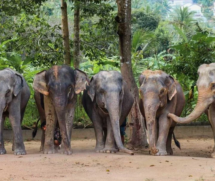 ทัวร์แคมป์ช้าง-ครึ่งวัน-elephant-jungle-sanctuary-เกาะสมุย