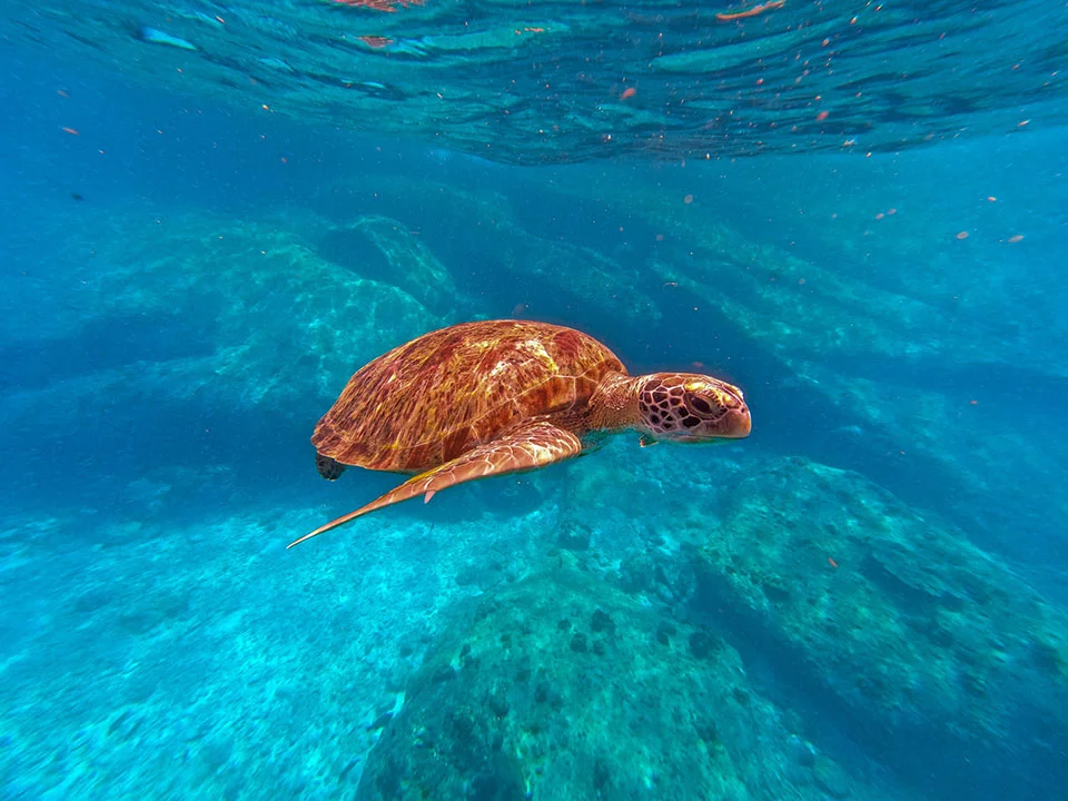 wow-andaman-ทัวร์-วันเดย์-หมู่เกาะสิมิลัน-เรือพรีเมี่ยม-สปีดโบ๊ท-ว้าว-อันดามัน-12