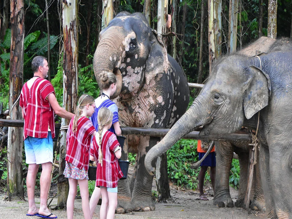 ภูเก็ตให้อาหาร-อาบน้ำช้าง-ปางช้าง-Kerchor-Elephant-Family-10