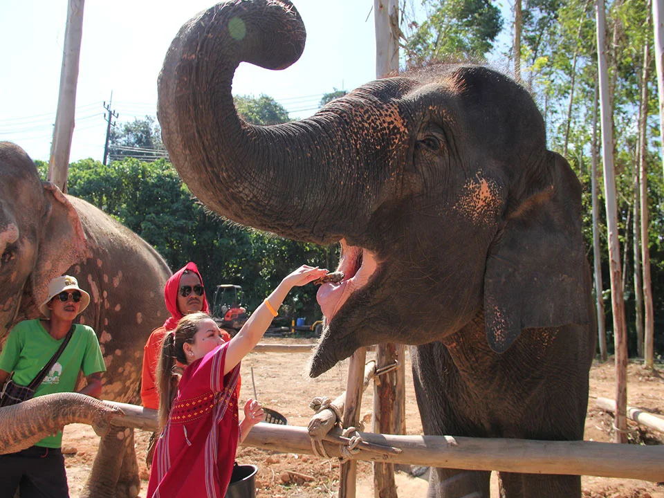 ภูเก็ตให้อาหาร-อาบน้ำช้าง-ปางช้าง-Kerchor-Elephant-Family-4