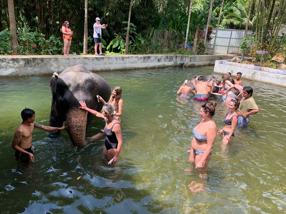พังงา-เขาหลัก-ให้อาหาร-อาบน้ำช้าง-Elephant-Jungle-Sanctuary-10