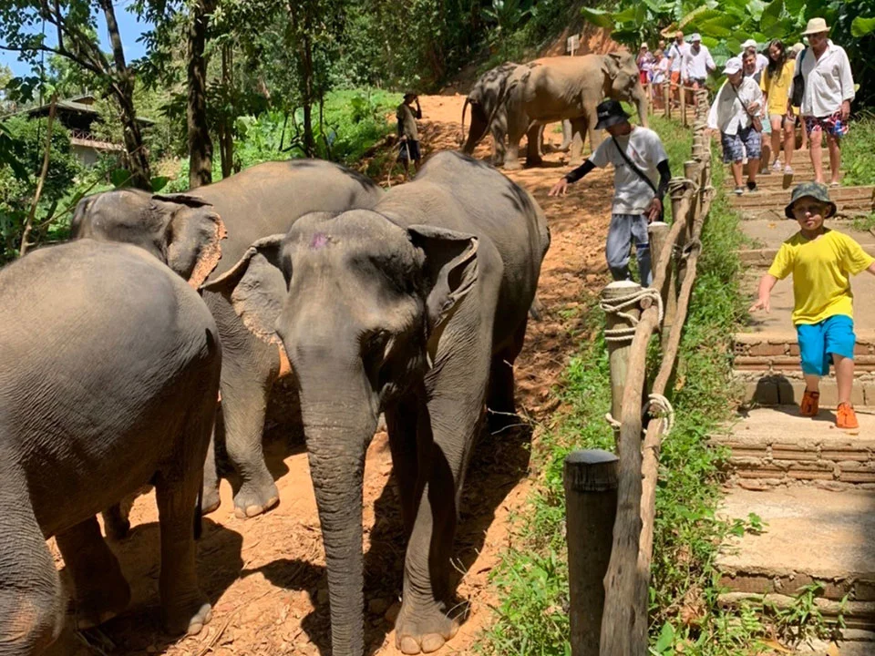 พังงา-เขาหลัก-ให้อาหาร-อาบน้ำช้าง-Elephant-Jungle-Sanctuary-11