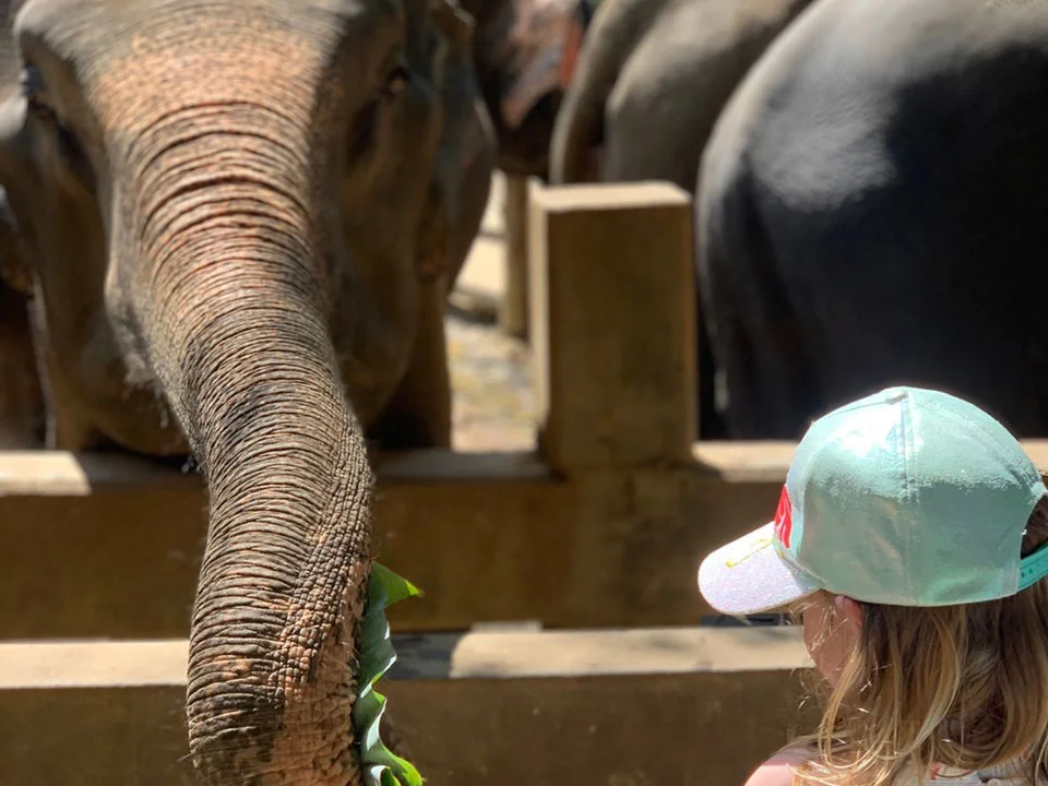 พังงา-เขาหลัก-ให้อาหาร-อาบน้ำช้าง-Elephant-Jungle-Sanctuary-12