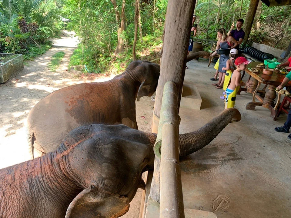 พังงา-เขาหลัก-ให้อาหาร-อาบน้ำช้าง-Elephant-Jungle-Sanctuary-13