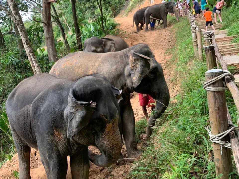 พังงา-เขาหลัก-ให้อาหาร-อาบน้ำช้าง-Elephant-Jungle-Sanctuary-9