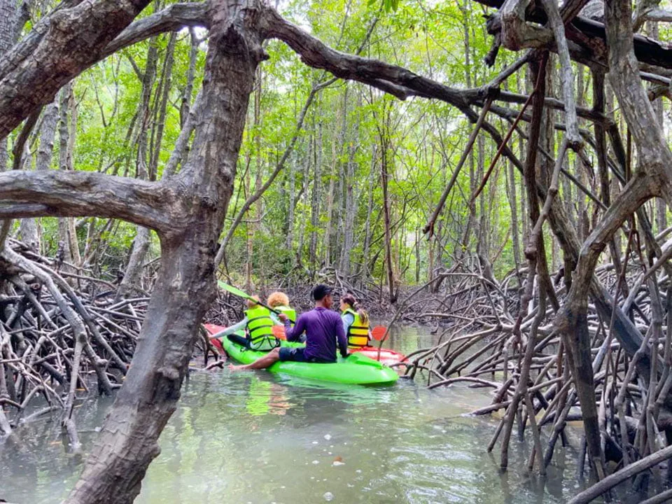 เกาะยาวใหญ่-ทัวร์พายเรือคายัค-ชมป่าโกงกาง-Koh-Yao-Explore-6