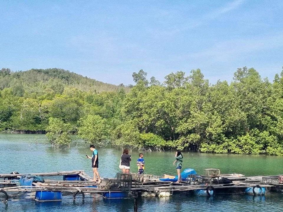 เกาะยาวใหญ่-ทัวร์พายเรือคายัค-ป่าโกงกาง-ฟาร์มกุ้งมังกร-ขี่ควาย-8