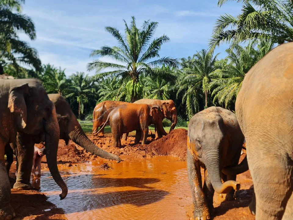 กระบี่-ทัวร์แคมป์ช้าง-ครึ่งวัน-เต็มวัน-ดูแลช้าง-Elephant-House-Sanctuary-10