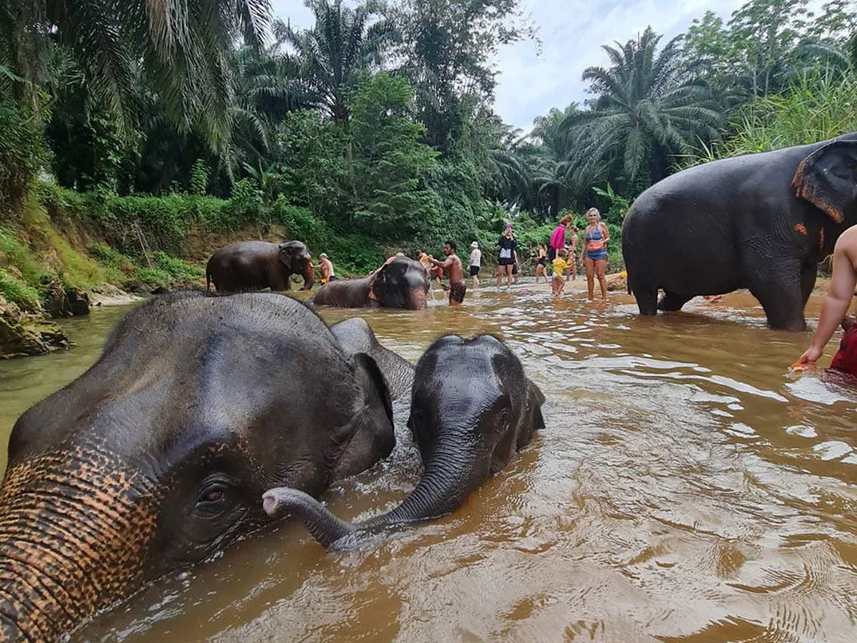 กระบี่-ทัวร์แคมป์ช้าง-ครึ่งวัน-เต็มวัน-ดูแลช้าง-Elephant-House-Sanctuary-11