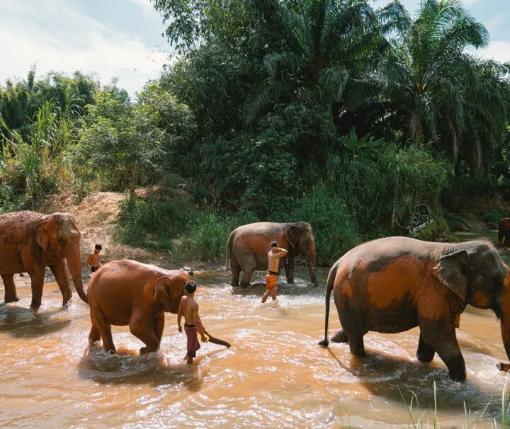 กระบี่-ทัวร์แคมป์ช้าง-ครึ่งวัน-เต็มวัน-ดูแลช้าง-Elephant-House-Sanctuary-16