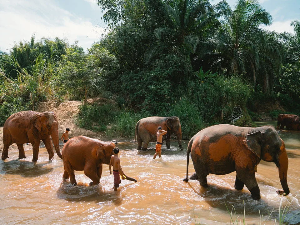 กระบี่-ทัวร์แคมป์ช้าง-ครึ่งวัน-เต็มวัน-ดูแลช้าง-Elephant-House-Sanctuary-16