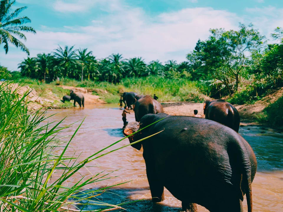 กระบี่-ทัวร์แคมป์ช้าง-ครึ่งวัน-เต็มวัน-ดูแลช้าง-Elephant-House-Sanctuary-2