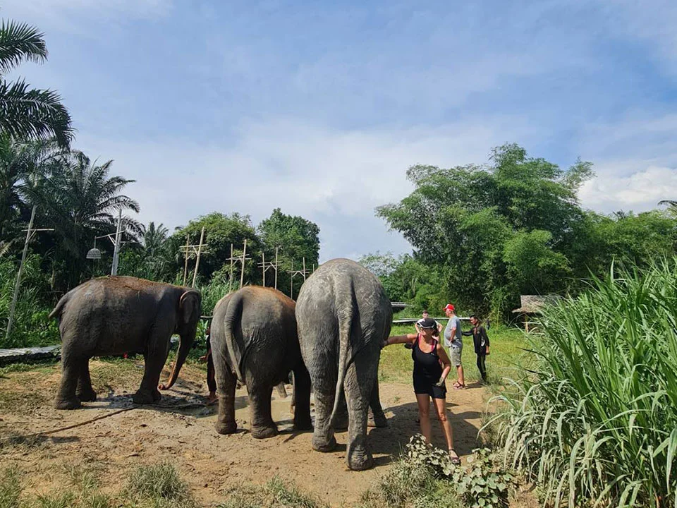 กระบี่-ทัวร์แคมป์ช้าง-ครึ่งวัน-เต็มวัน-ดูแลช้าง-Elephant-House-Sanctuary-4