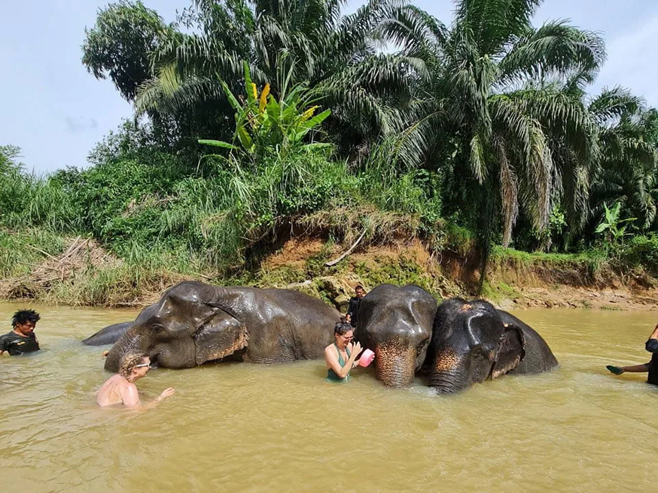 กระบี่-ทัวร์แคมป์ช้าง-ครึ่งวัน-เต็มวัน-ดูแลช้าง-Elephant-House-Sanctuary-5