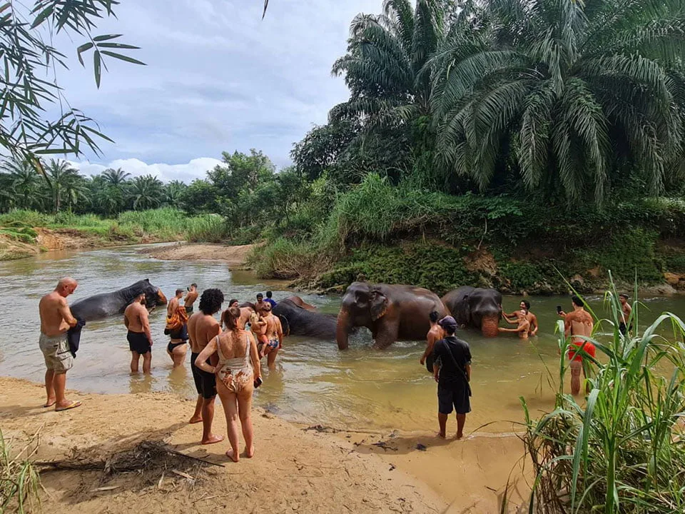 กระบี่-ทัวร์แคมป์ช้าง-ครึ่งวัน-เต็มวัน-ดูแลช้าง-Elephant-House-Sanctuary-8