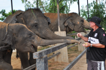 กิจกรรมให้อาหารช้าง-ศูนย์อนุรักษ์-Elephant-Jungle-Sanctuary-พัทยา