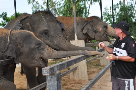 กิจกรรมให้อาหารช้าง-ศูนย์อนุรักษ์-Elephant-Jungle-Sanctuary-พัทยา