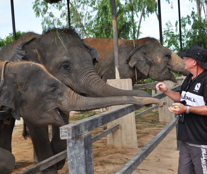 กิจกรรมให้อาหารช้าง-ศูนย์อนุรักษ์-Elephant-Jungle-Sanctuary-พัทยา