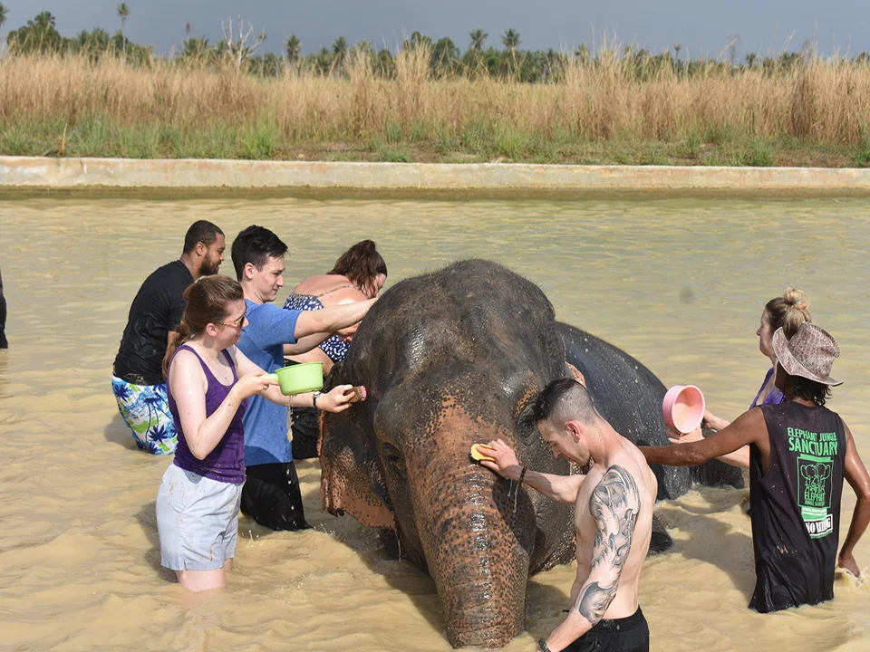 พัทยา-ชลบุรี-ทัวร์อนุรักษ์ช้างครึ่งวัน-Elephant-Jungle-Sanctuary-2