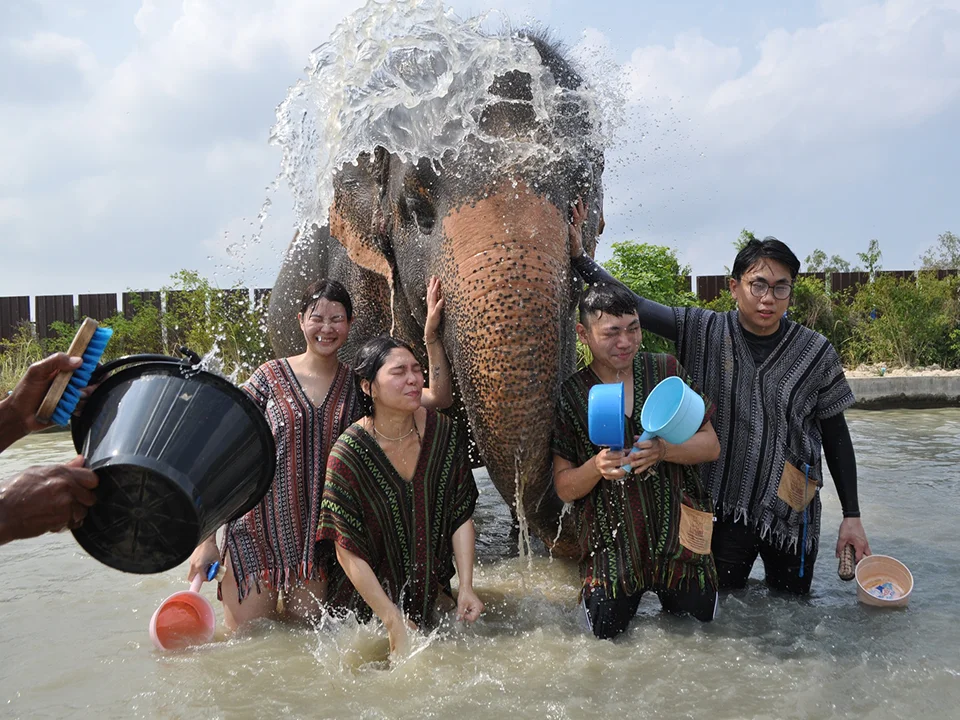 พัทยา-ชลบุรี-ทัวร์อนุรักษ์ช้างครึ่งวัน-Elephant-Jungle-Sanctuary-3
