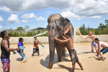 พัทยา-ชลบุรี-ทัวร์อนุรักษ์ช้างครึ่งวัน-Elephant-Jungle-Sanctuary