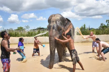 พัทยา-ชลบุรี-ทัวร์อนุรักษ์ช้างครึ่งวัน-Elephant-Jungle-Sanctuary
