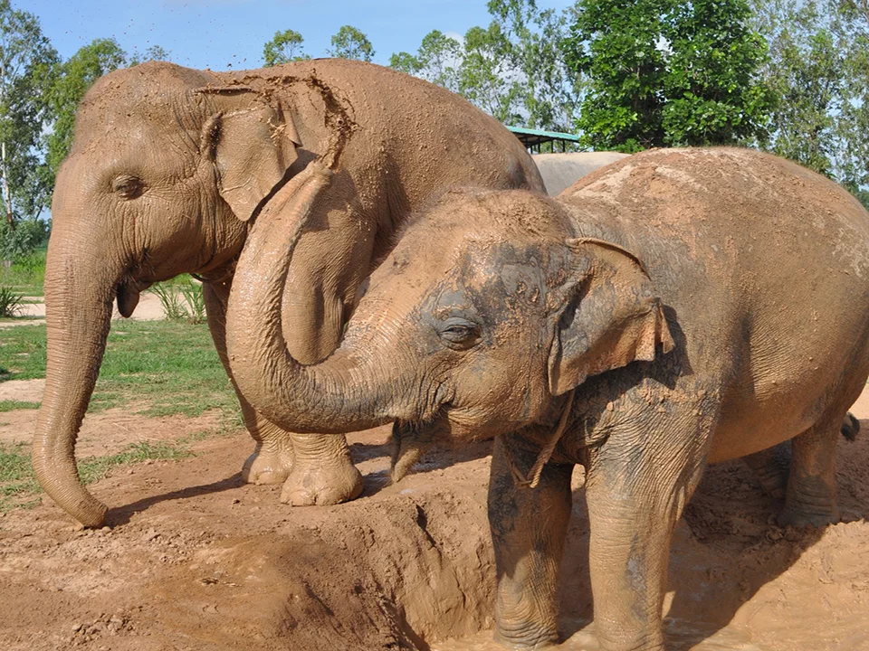 พัทยา-ชลบุรี-ทัวร์อนุรักษ์ช้างครึ่งวัน-Elephant-Jungle-Sanctuary-4