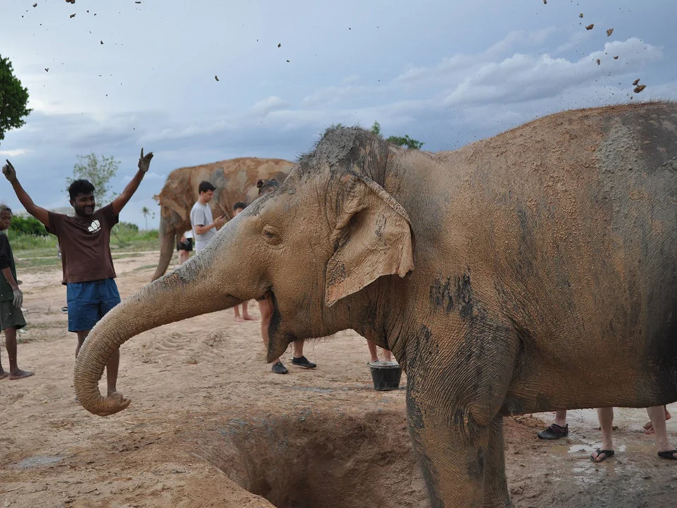 พัทยา-ชลบุรี-ทัวร์อนุรักษ์ช้างครึ่งวัน-Elephant-Jungle-Sanctuary-5