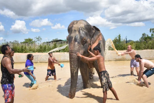 พัทยา-ชลบุรี-ทัวร์อนุรักษ์ช้างครึ่งวัน-Elephant-Jungle-Sanctuary