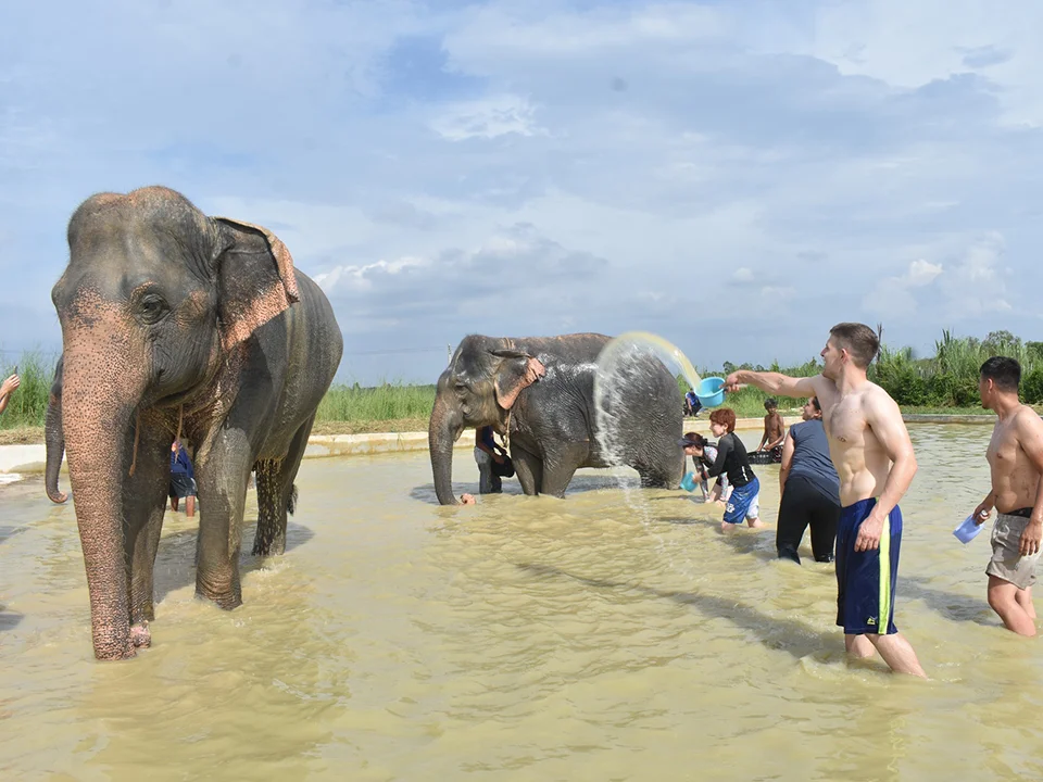 พัทยา-ชลบุรี-ทัวร์อนุรักษ์ช้างครึ่งวัน-Elephant-Jungle-Sanctuary-8