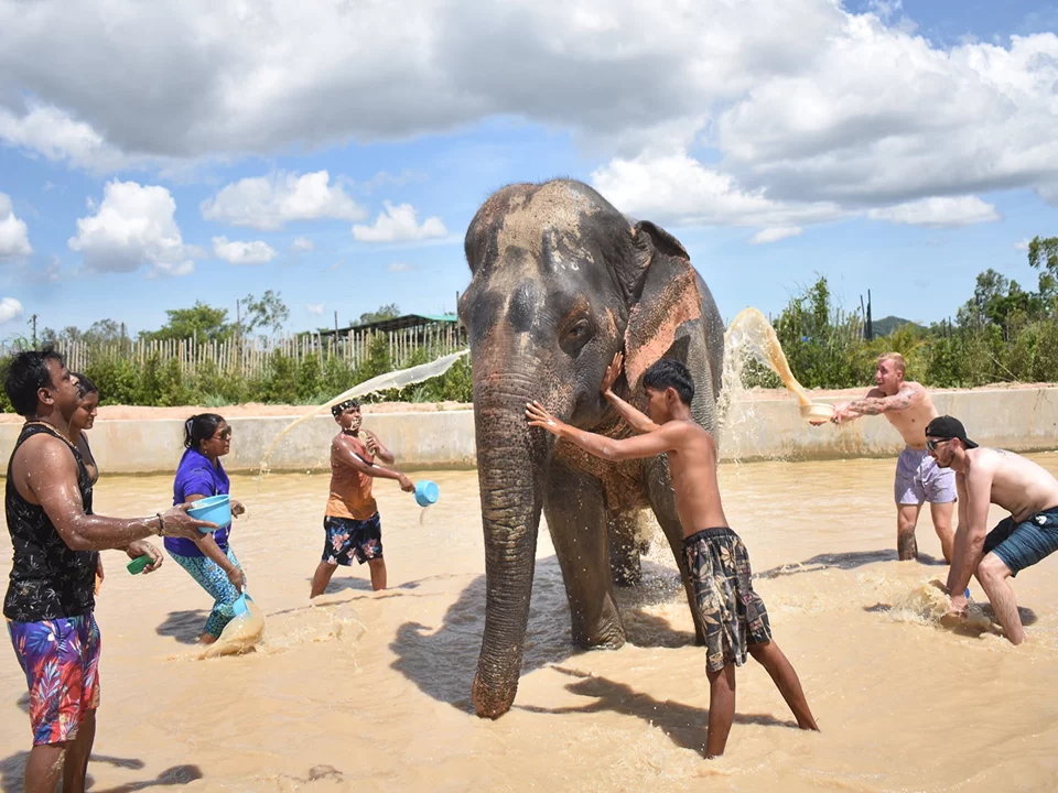 พัทยา-ชลบุรี-ทัวร์อนุรักษ์ช้างครึ่งวัน-Elephant-Jungle-Sanctuary