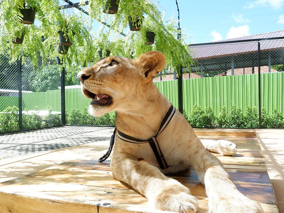 บัตรเข้าชมสวนสิงโต-ภูเก็ต-Lion-Land-Phuket-Park-18