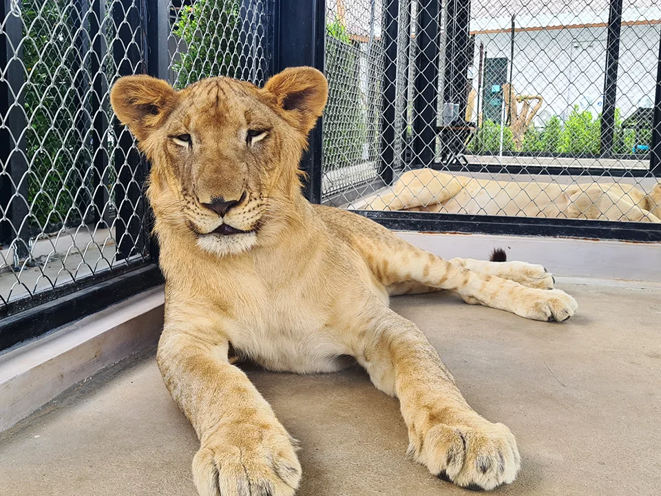 บัตรเข้าชมสวนสิงโต-ภูเก็ต-Lion-Land-Phuket-Park-4